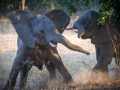 fighting ellies