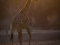 giraffe at dawn