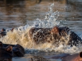 hippo splashing