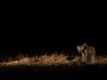 hyena night drive