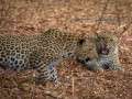 leopard confrontation