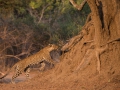 leopard goingup the tree