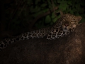 leopard in tree at night