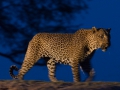 leopard night drive