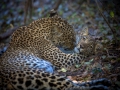 leopard son
