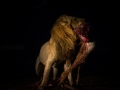 lion draging