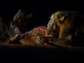 liones eating_night
