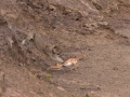 lioness hunting_impala