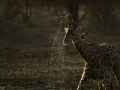photogallery-114