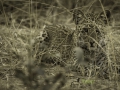 photogallery-196