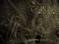 photogallery-214