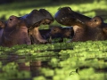 photogallery-251