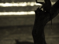 photogallery-264