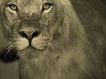 photogallery-270