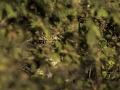 photogallery-313