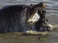 photogallery-321