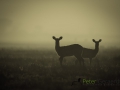 photogallery-341