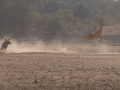 puku hunted