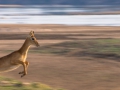 puku in flight