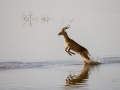 puku jumping