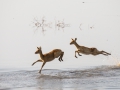 pukus on the run