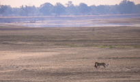 leopard with prey Scenery