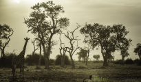 photogallery-232