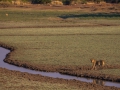 Lioness scenery wafwa