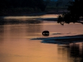 Luangwa hippo scenery