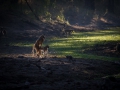Scenery baboon