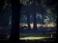 Scenery_ebony_forrest