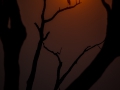 Scenery_egrets