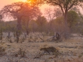 leopard luangwa