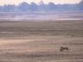 leopard with prey Scenery