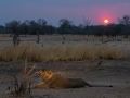 lioness at dawn