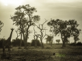 photogallery-232